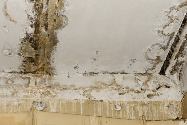 Best Asbestos and Lead Testing During Mold Inspection  in Rensselaer, NY