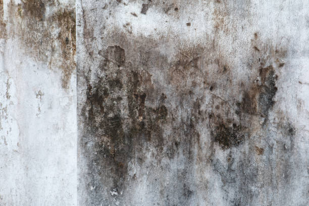 Mold Remediation for Vacation Homes in Rensselaer, NY